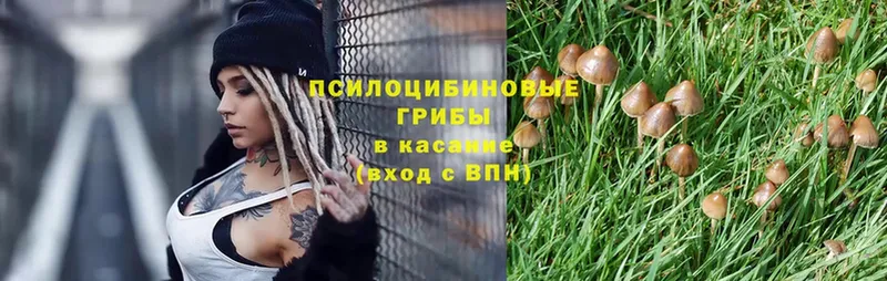 Галлюциногенные грибы Psilocybe  продажа наркотиков  Лесозаводск 